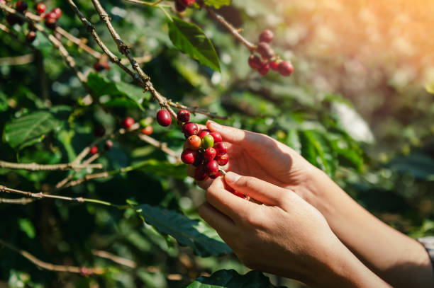istock close up agriculture hand picking up raw coffee bean on tree in farm 1470958848