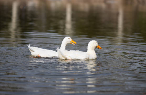 istock Cute white ducks are having fun on the lake, cute ducks, white ducks 1470960521