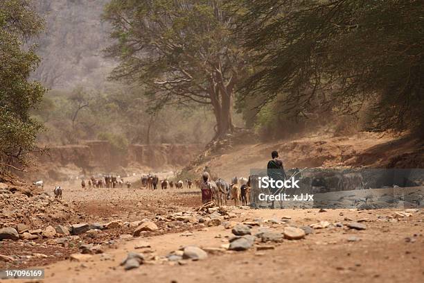 Kühe Im Leeren Afrika River Stockfoto und mehr Bilder von Kenia - Kenia, Hirte, Schaf