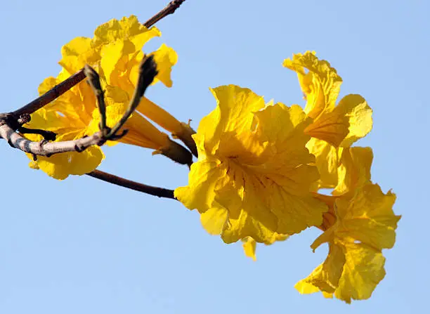 Tabebuia chrysantha flowers bloom in spring, Taiwan.