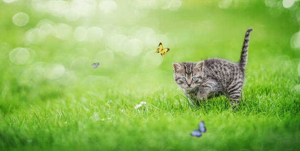 istock a playful cute kitten is hunting for flying butterflies, with copy space 1470964245