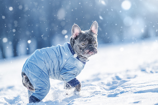 Active French Bulldog dog running and playing in the snow on the nature.