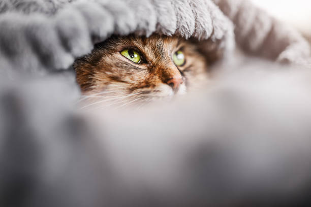 istock Cute grey tabby cat in cardboard box on floor at home 1470964507