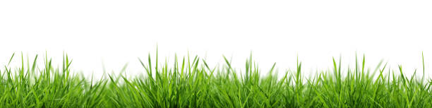 istock Grass background seamless horizontally. Selective focus. Closeup of green grass isolated on white background, can be used on different backgrounds. 3D render. 1470964508