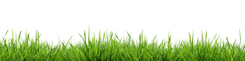 Grass background seamless horizontally. Selective focus. Closeup of green grass isolated on white background, can be used on different backgrounds. 3D render. 3D illustration.