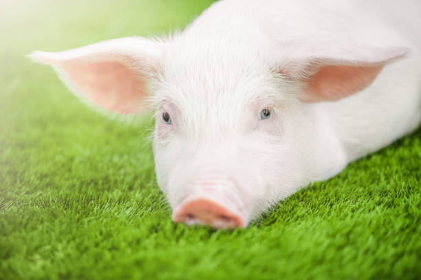 istock Cute young pig is lying on the green grass. 1470964592