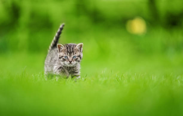 istock Cute tabby kitten on green grass background 1470964615
