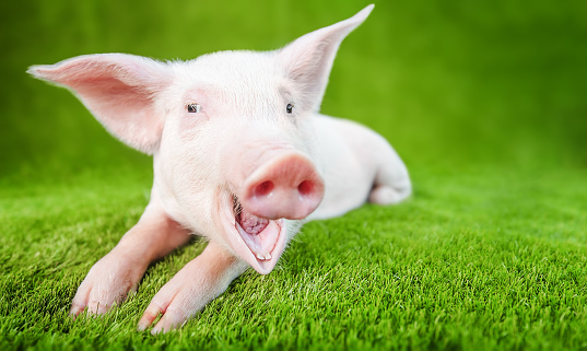 Funny young pig with a smile standing on the green grass