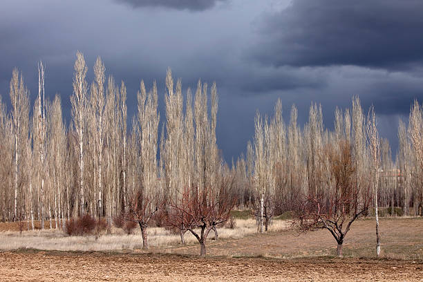 Citrus Tree and Poplars stock photo