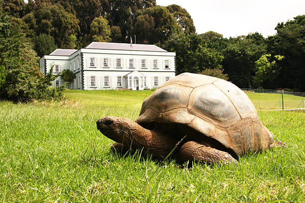 jonathan riesenschildkröte im plantation house saint helena island - landschildkröte stock-fotos und bilder