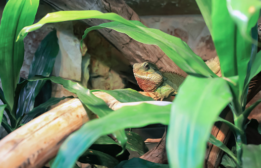 Green Chinese water dragon lying on branch. Physignathus cocincinus lizard lies on tree in green leaves. Iguana exotic pet resting in domestic terrarium