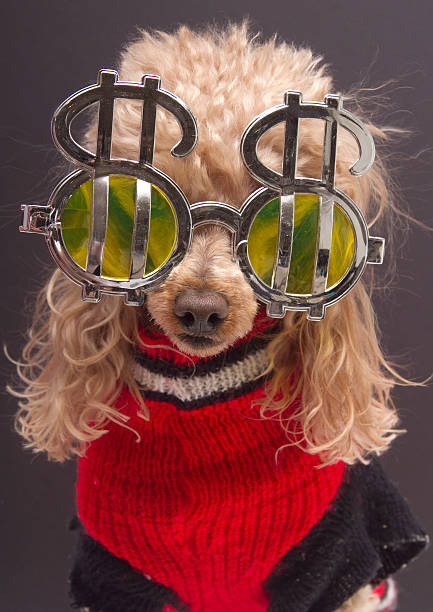istock Dog and Dollar Signs 147096511