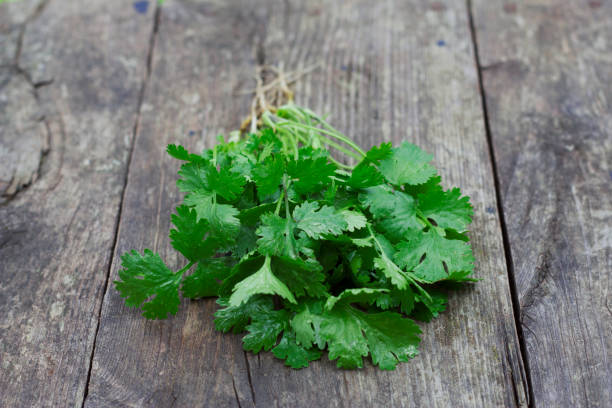 istock Bunch of fresh cilantro leaves 1470965186