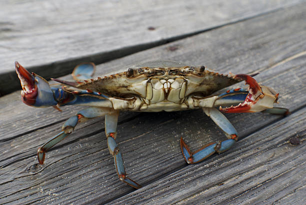 krab na molo - maryland crab blue crab prepared crab zdjęcia i obrazy z banku zdjęć