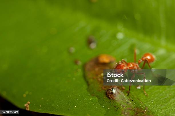 레드 Ant 0명에 대한 스톡 사진 및 기타 이미지 - 0명, 개미, 곤충