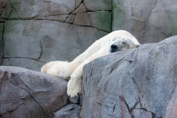 istock a polar bear is sleeping on some rocks and grass covered ground 1470966942