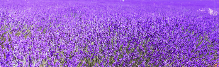 purple banner. a field of lavender in full bloom