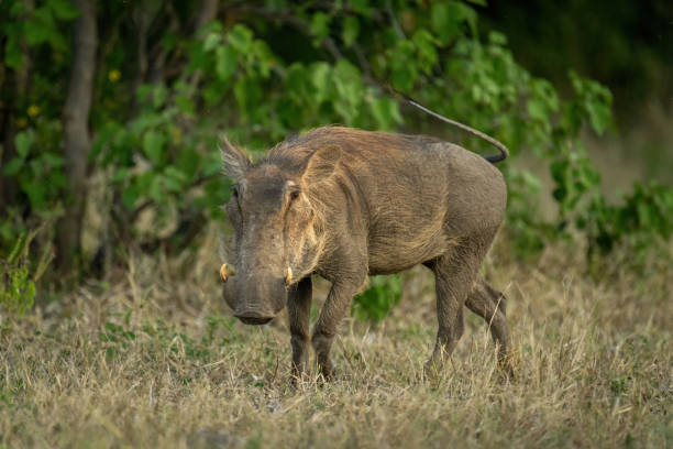 istock Common warthog stands watching lens in grass 1470968261