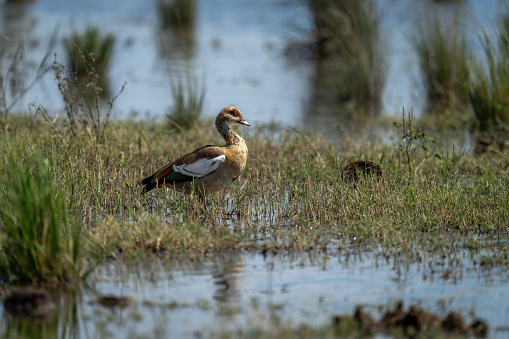 Egyptian goose stands in profile in shallows