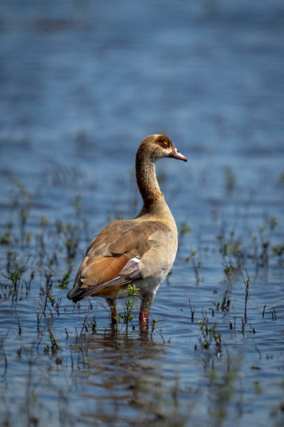 istock Egyptian goose stands in grassy, sunlit shallows 1470968281