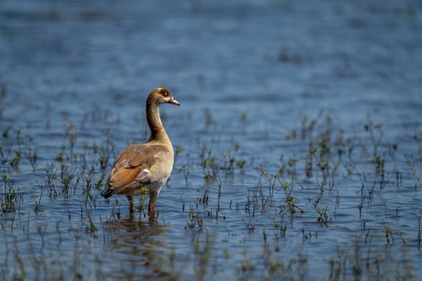 istock Egyptian goose stands in sunlit, grassy shallows 1470968303