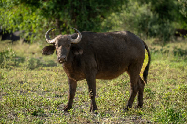istock Female Cape buffalo stands staring into lens 1470968434