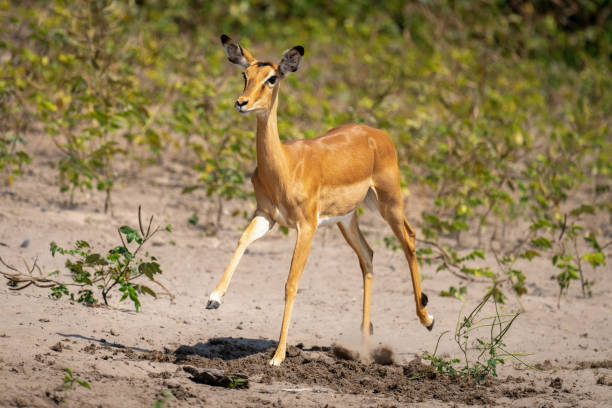istock Female common impala races across sunny riverbank 1470968463
