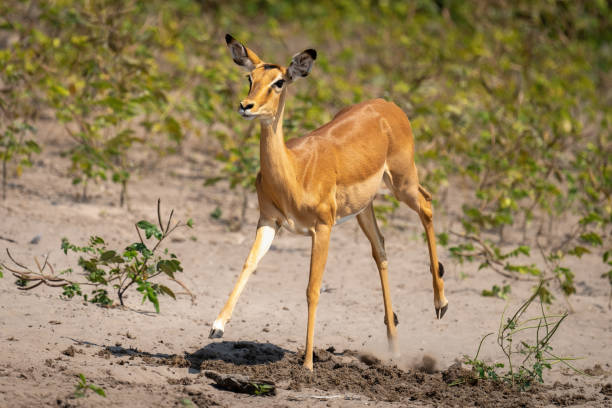 istock Female common impala gallops across sunny riverbank 1470968491