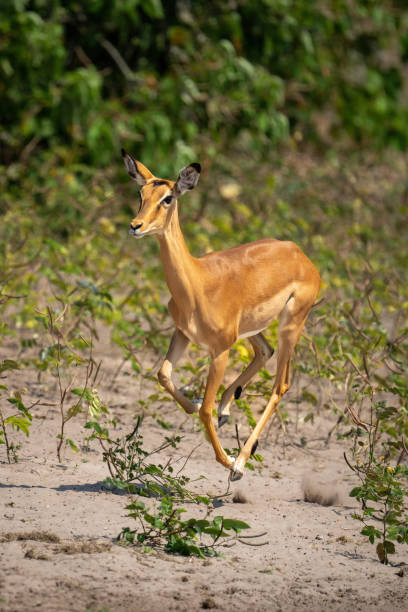 istock Female common impala runs across sunny riverbank 1470968492