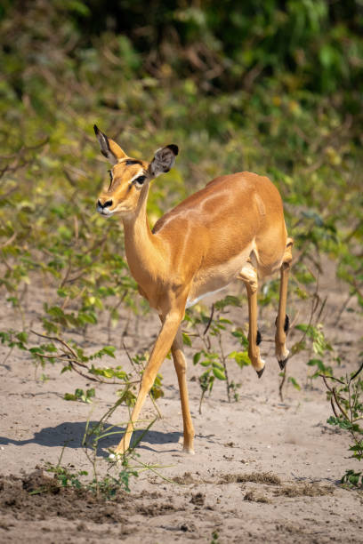 istock Female common impala runs across sandy riverbank 1470968493