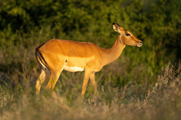 Female common impala stands in golden light