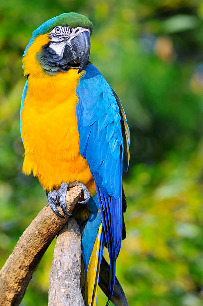 istock Portrait of  gelbbrustara macaw on perch 147096863