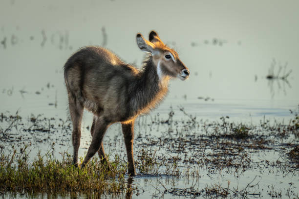 istock Female common waterbuck stands in shallow water 1470968701