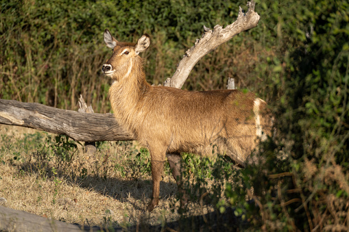 Female common waterbuck stands staring behind bush