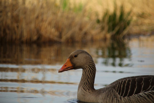 istock Gray Goose swimming in a lake in Kinderdijk 1470968729