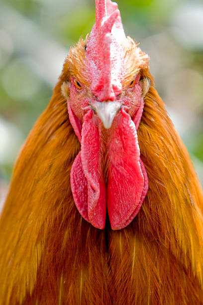 Rooster stock photo
