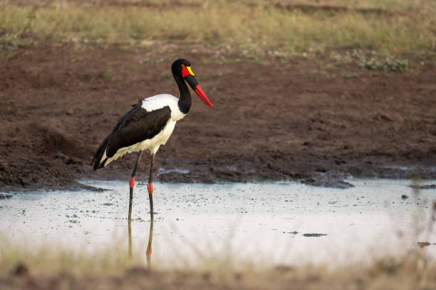 istock Female saddle-billed stork waiting in stagnant waterhole 1470968773