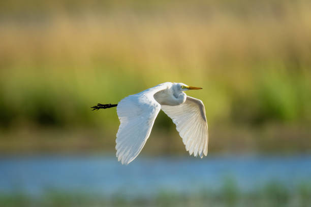 istock Great egret flies along river lowering wings 1470968926