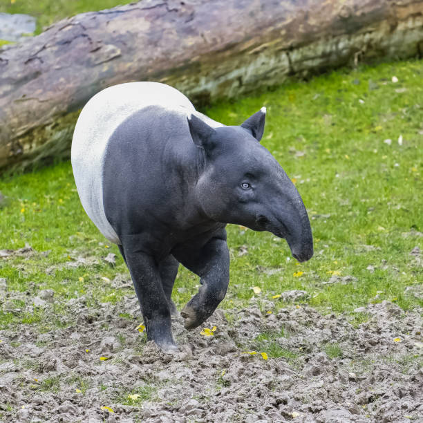 un joven tapir caminando - tapir fotografías e imágenes de stock