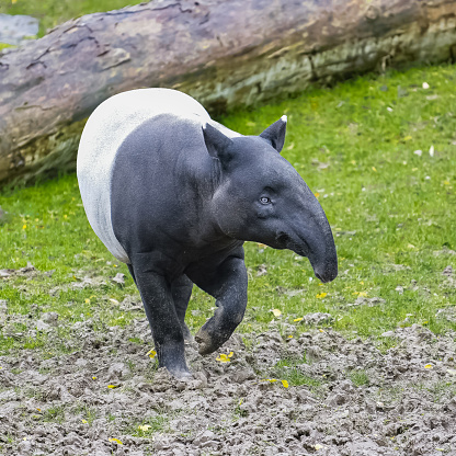 A young tapir walking on thr grass, cute animal