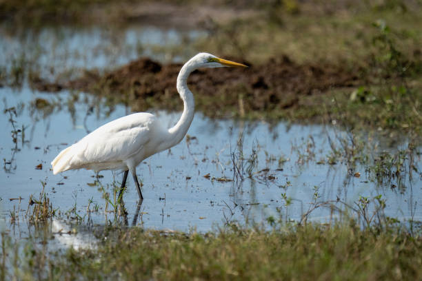 istock Great egret wades through shallows in sunshine 1470969805