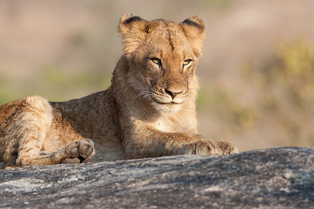 Lazy Lion stock photo