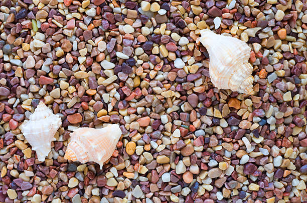 Trio de conchas do mar em cascalho - foto de acervo