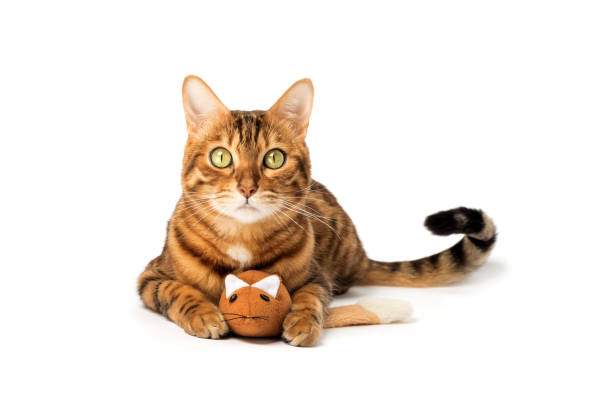 istock Bengal domestic cat playing with a plush mouse on a white background 1470970317