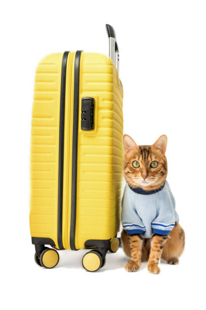 istock Bengal cat and yellow suitcase on a white background. 1470970355