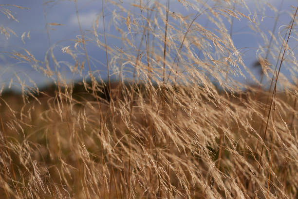 istock dry grasses with blue sky in windy day 1470970365