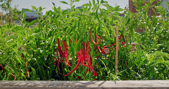 Close-up of red chillies growing on plant at rooftop garden.