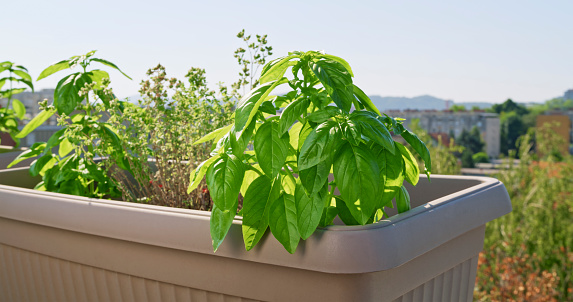 Close-up of fresh vegetable plants in pot on rooftop garden.