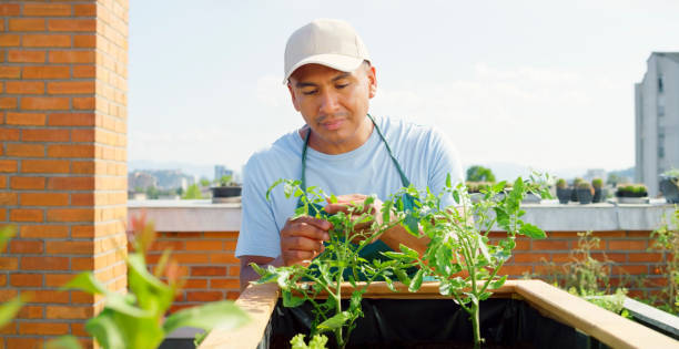 istock Man examining plant in rooftop garden 1470970468