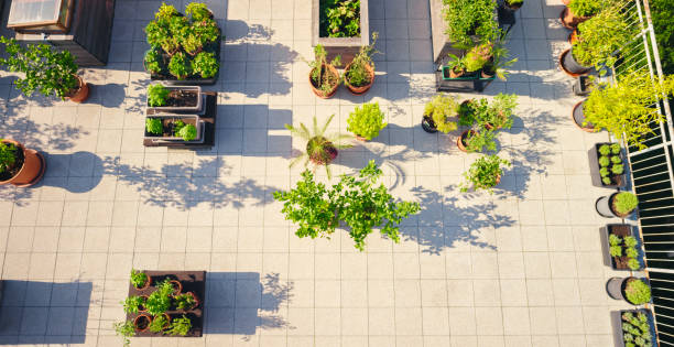 istock Vegetable plants pots on roof garden 1470970473